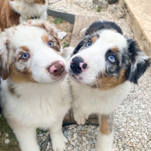 Chiots berger australien