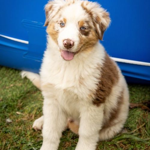Chiots berger australien #2