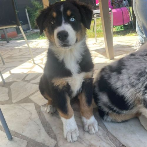 Chiots berger australien #3