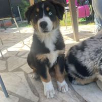 Chiots berger australien #3