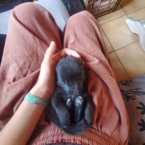 Malinois croisé berger de groenendael #2