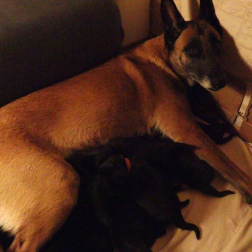 Malinois croisé berger de groenendael #4