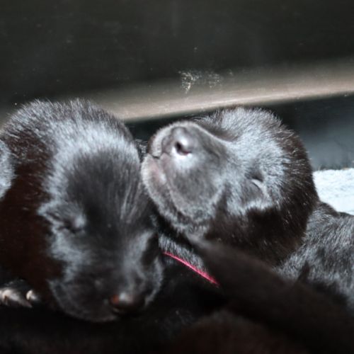 Malinois croisé berger de groenendael