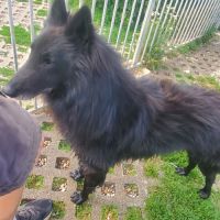 Malinois croisé berger de groenendael #1
