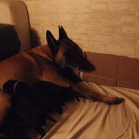 Malinois croisé berger de groenendael #3