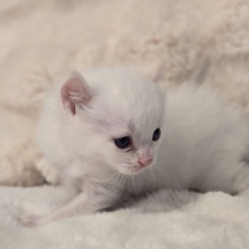 Chaton highlander d'exception #1