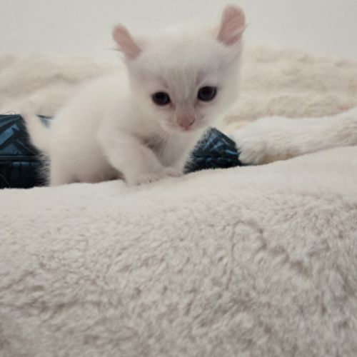 Chaton highlander d'exception #0