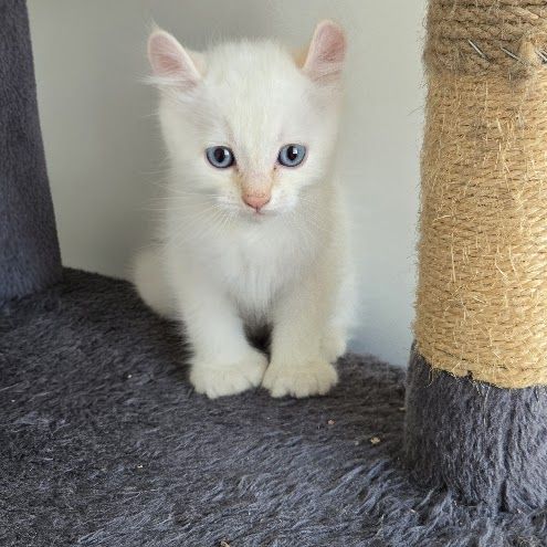 Chaton highlander d'exception