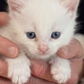 Chaton highlander d'exception #3