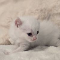 Chaton highlander d'exception #1