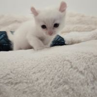 Chaton highlander d'exception