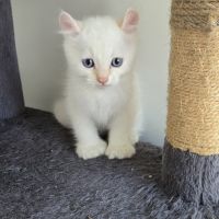 Chaton highlander d'exception