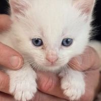 Chaton highlander d'exception #3