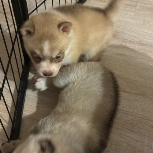 Chiot pomsky f3 #2