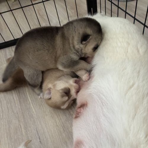 Chiot pomsky f3 #5