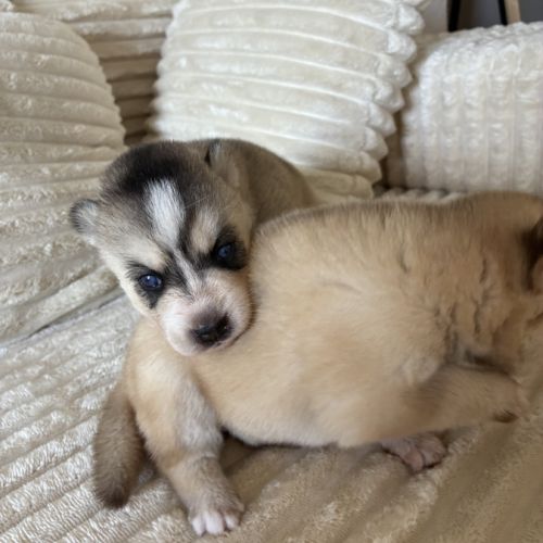 Chiot pomsky f3 #6