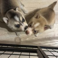 Chiot pomsky f3 #1