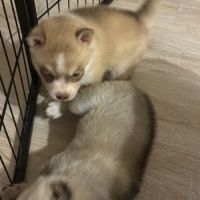 Chiot pomsky f3 #2