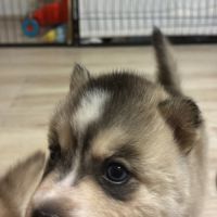 Chiot pomsky f3 #0