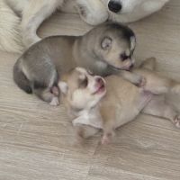 Chiot pomsky f3 #4