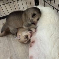 Chiot pomsky f3 #5