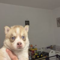 Chiot pomsky f3 #7