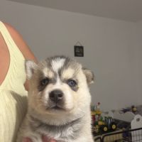 Chiot pomsky f3 #8