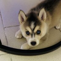 Chiot pomsky f3