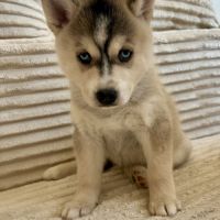 Chiot pomsky f3