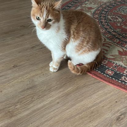 Chatte rousse et blanche adorable et calme #1