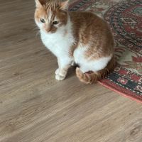 Chatte rousse et blanche adorable et calme #1