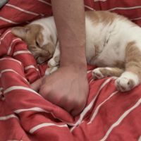 Chatte rousse et blanche adorable et calme