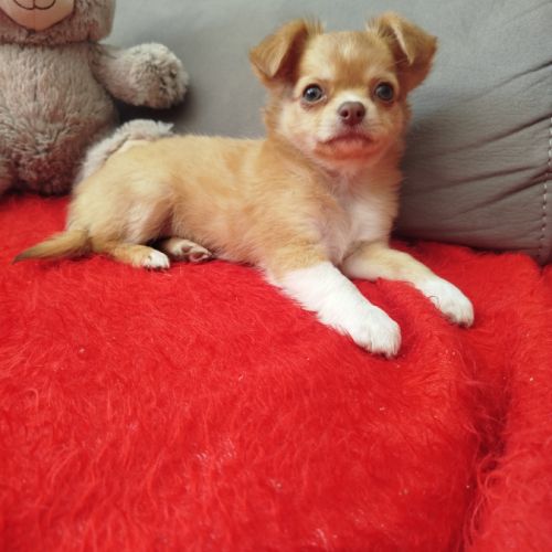 Chiots chihuahua