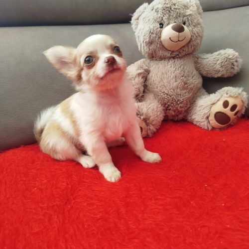Chiots chihuahua
