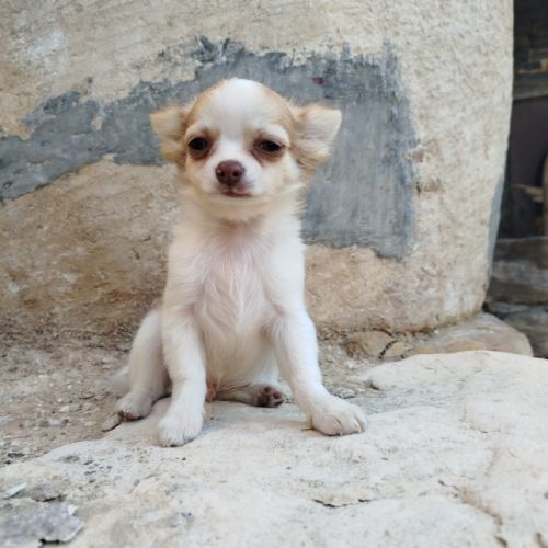 Chiots chihuahua