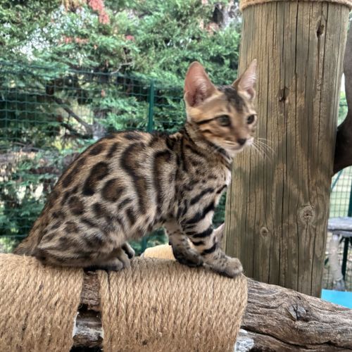 Chaton mâle brown loof #2