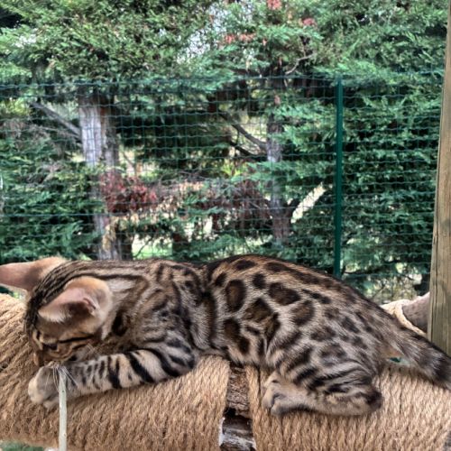 Chaton mâle brown loof #6