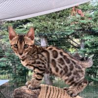 Chaton mâle brown loof #4