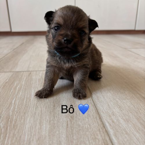 Chiot pomchi #1