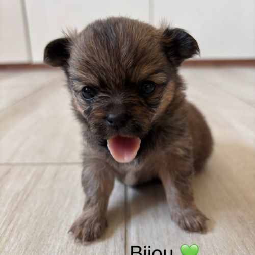 Chiot pomchi #0