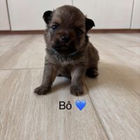 Chiot pomchi #1