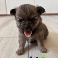 Chiot pomchi