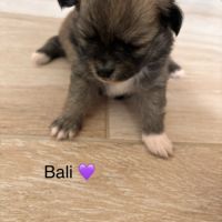 Chiot pomchi #3