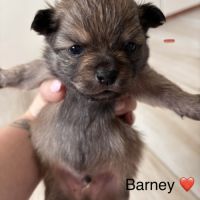 Chiot pomchi #4