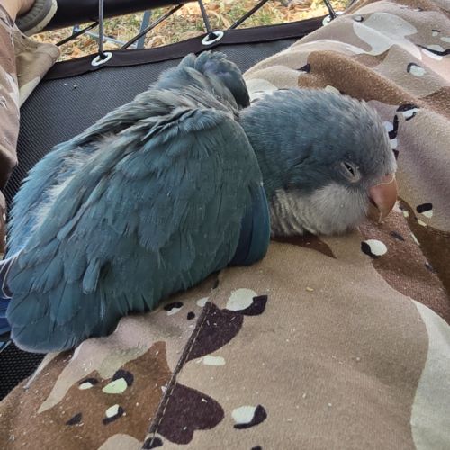 Bb conure souris epp #2