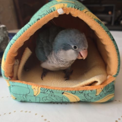 Bb conure souris epp
