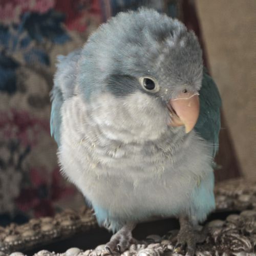 Bb conure souris epp #4