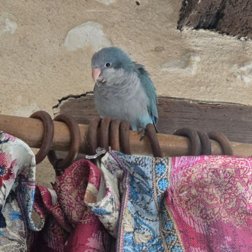 Bb conure souris epp #6