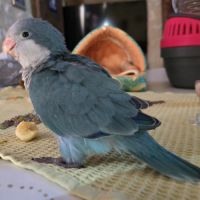 Bb conure souris epp #1