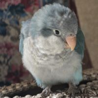 Bb conure souris epp #4